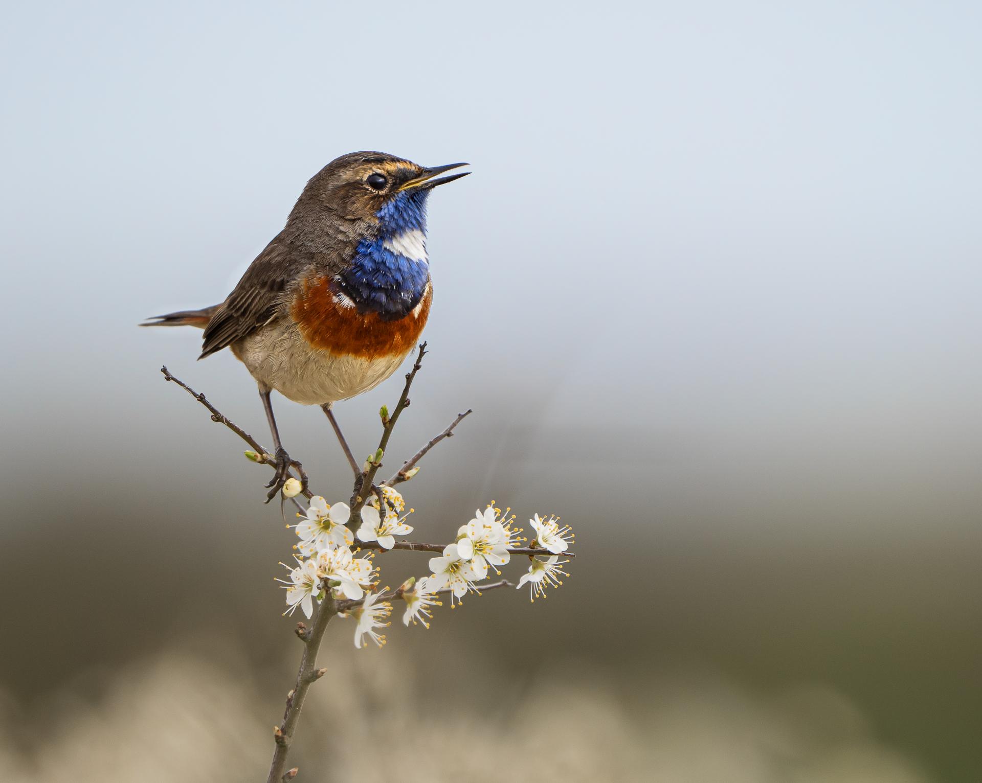 Photo oiseau laurent chauveton 1