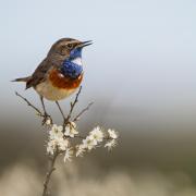 Photo oiseau laurent chauveton 1